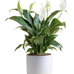 Peace Lily Plant