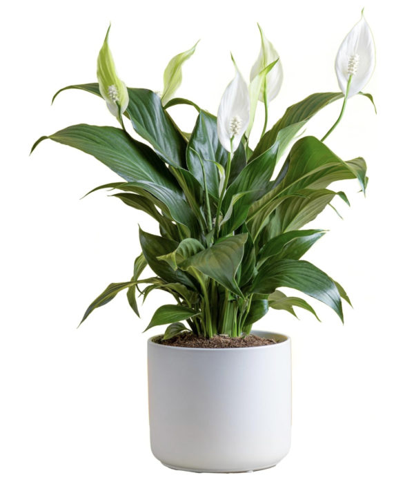 Peace Lily Plant