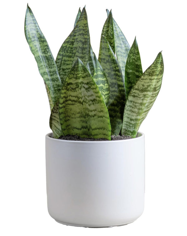 Snake Plant