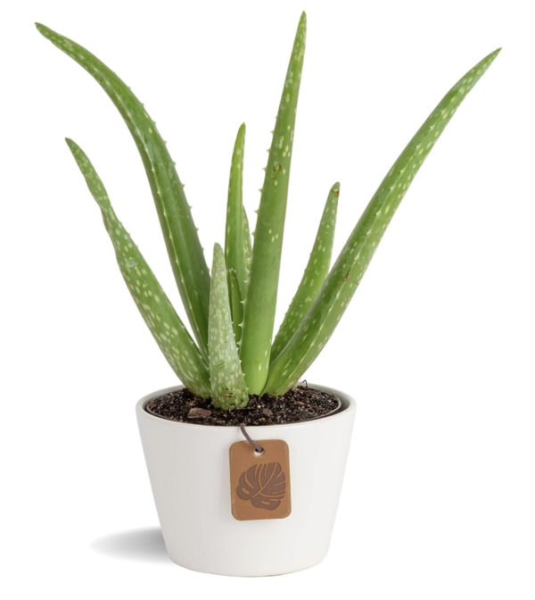 Aloe Vera Plant